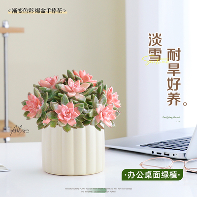 多肉淡雪老桩植物室内桌面好养