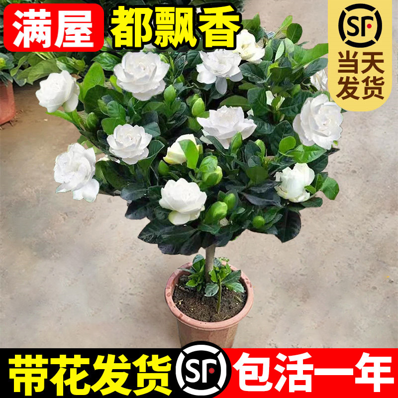 栀子花盆栽独杆棒棒糖老桩带花苞花开不断绿植室内外花卉大叶牡丹