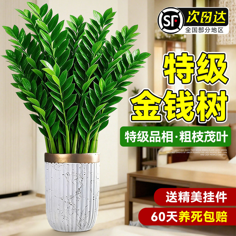 旺宅金钱树绿植盆栽客厅内招财风水树大型发财树乔迁送礼年宵植物