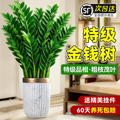 【旺宅风水】金钱树盆栽招财旺运