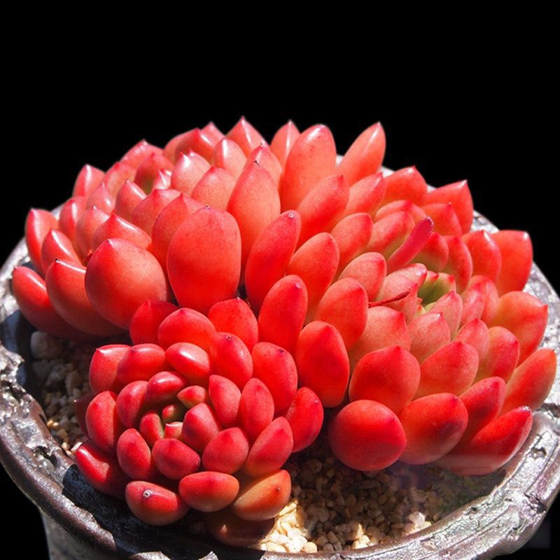 多肉植物阳台盆栽红宝石防辐射