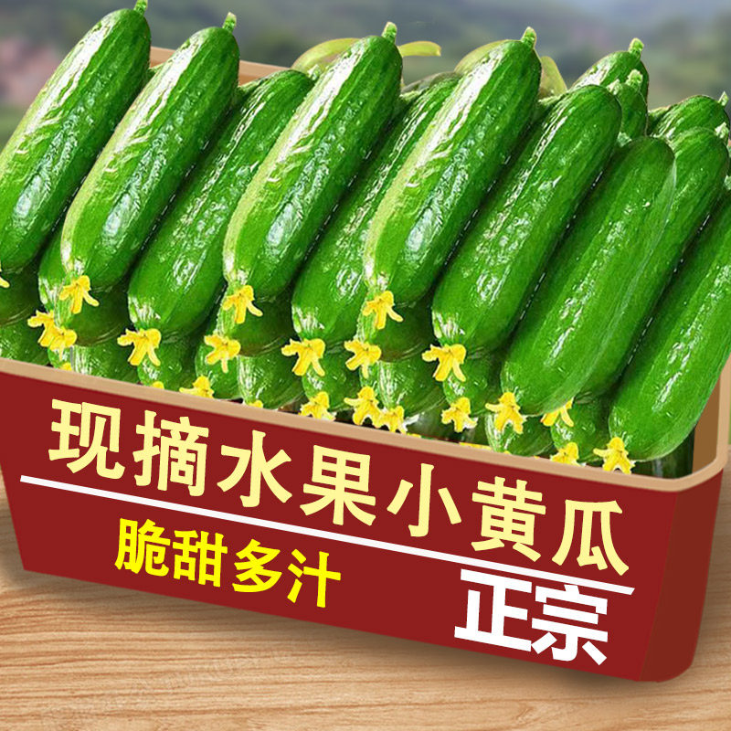 水果黄瓜新鲜包邮河南小瓜荷兰青瓜时令蔬菜生吃脆嫩清甜整箱包邮