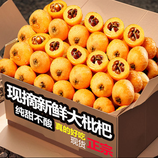 正宗四川攀枝花米易枇杷新鲜大果琵琶孕妇水果甜枇杷包邮