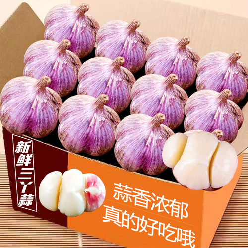 四川新鲜紫皮蒜三瓣蒜三丫蒜 可种植可食用紫皮大蒜土香蒜干红蒜