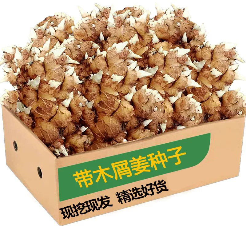 云南小黄姜姜种2斤,送肥料!