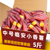 2025新挖临安天目山小香薯红薯新鲜农家自种正宗板栗番薯地瓜