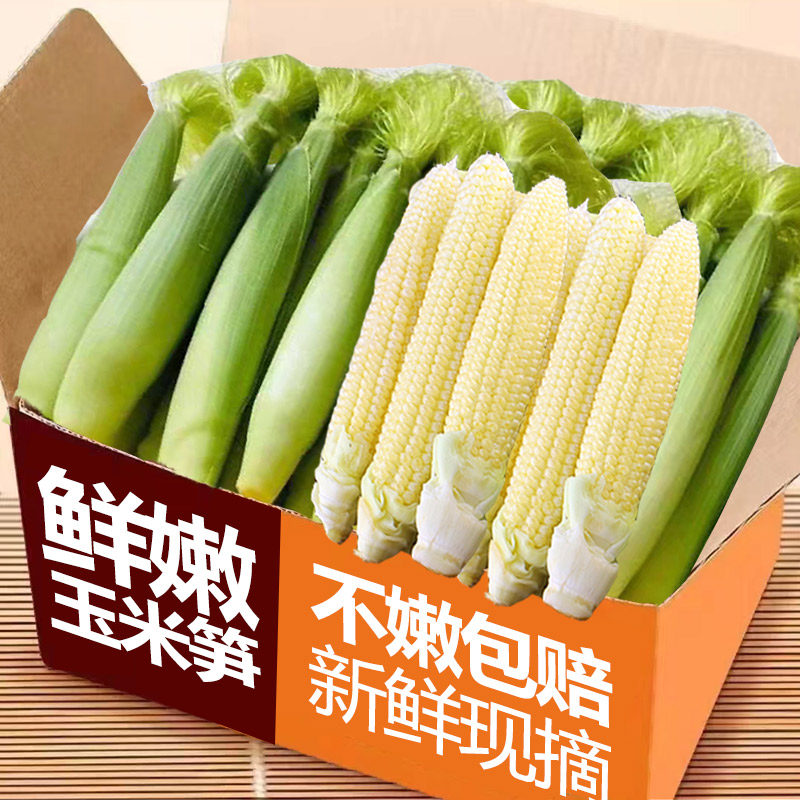 玉米笋新鲜现摘甜脆嫩水果玉米芯仔整箱迷你小嫩玉米棒子蔬菜包邮