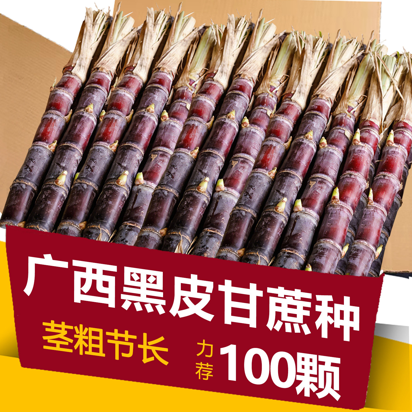 正宗广西水果黑皮甘蔗红皮甘蔗种苗高产盘栽甘蔗种子种植苗籽优良