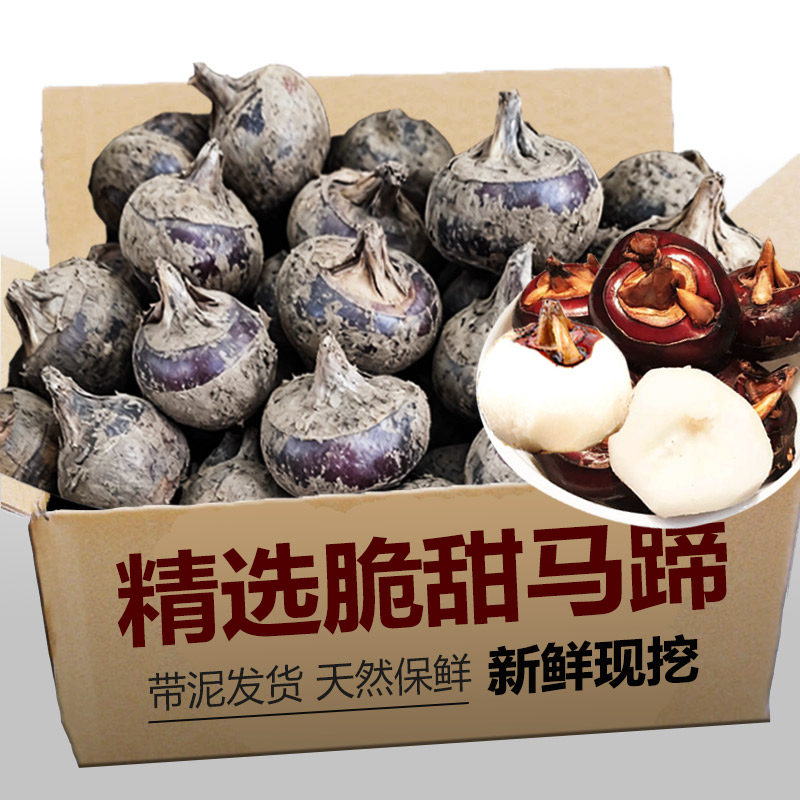 新鲜马蹄9斤荸荠应当季水果蔬菜现挖马蹄莲脆地栗梨饽荠脆甜多汁