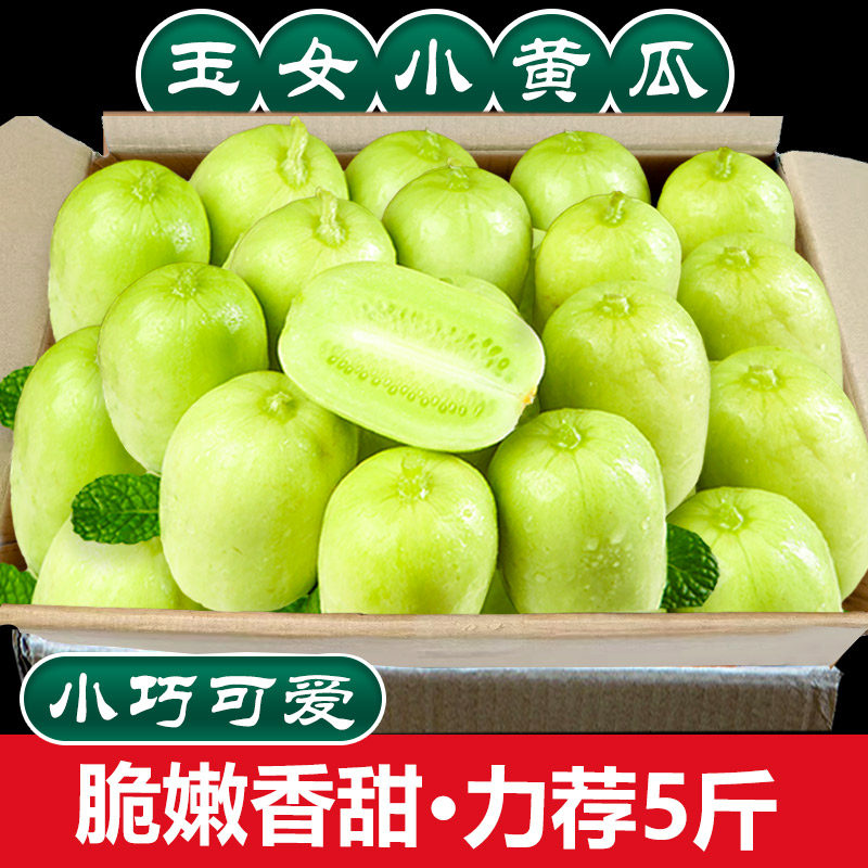 拇指黄瓜 迷你玉女小黄瓜新鲜寿光网红蔬菜水果黄瓜新鲜青瓜生吃