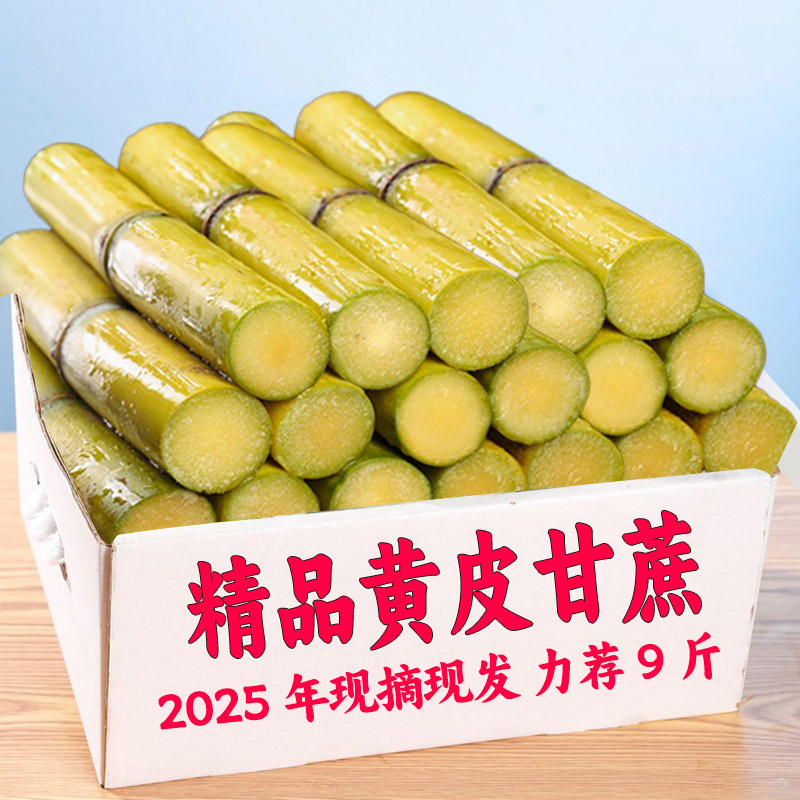 正宗黄金甘蔗当季新鲜脆甜甘蔗现砍中段长节脆甜皮薄9斤包邮A