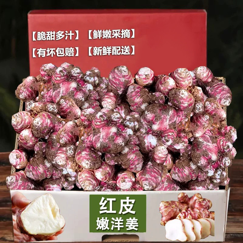 现挖红洋姜3斤,脆嫩鲜香!