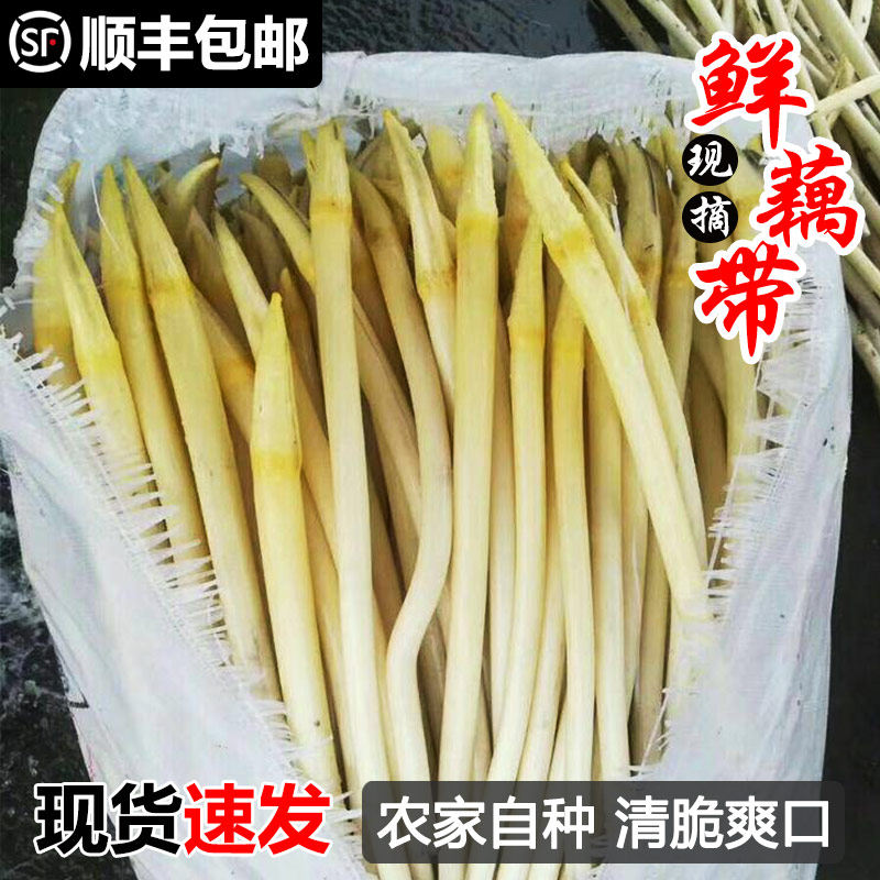 藕带新鲜现采顺丰藕尖湖北特产肠子藕苫现挖莲藕尖藕蔬菜包邮