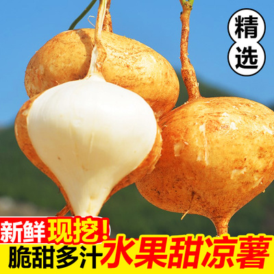 现挖水果凉薯新鲜农家白地瓜小番薯沙葛根红豆薯蔬菜整箱土瓜包邮