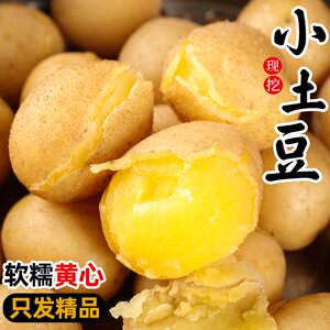 黄皮小土豆现挖新鲜黄心土豆新鲜当季蔬菜整箱迷你马铃薯洋芋包邮