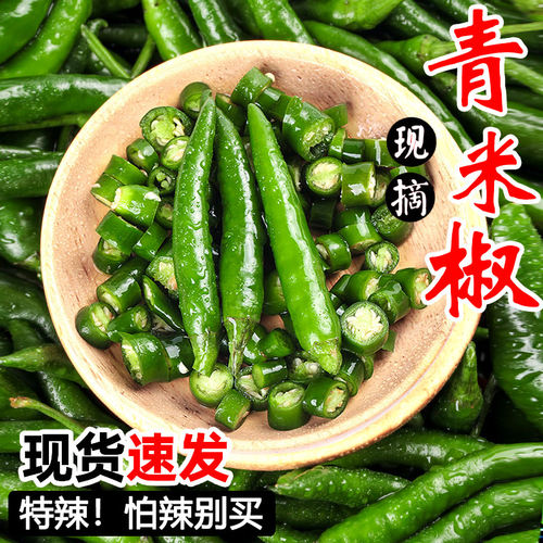 新上市青皮小米椒现摘现发小尖椒剁椒超辣朝天椒特辣青泡椒AAA