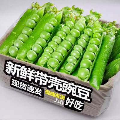 现摘带壳新鲜豌豆，软糯香甜！