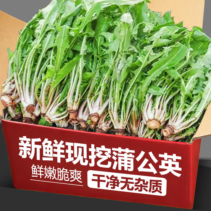 蒲公英新鲜的现挖山野菜婆婆丁花嫩叶草苗东北蘸酱菜纯野生4斤装