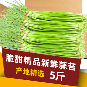 现拔蒜苔5斤新鲜红帽青蒜薹农家应当季自种蔬菜特产蒜台蒜苗整箱