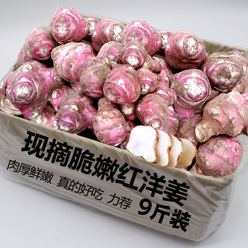 红洋姜新鲜野生鬼子姜不辣农家蔬菜酱腌菜泡菜种姜菊芋现挖生洋姜,水产肉类/新鲜蔬果/熟食,生姜/南姜,淘宝优惠券,粉丝福利购,淘宝优惠卷