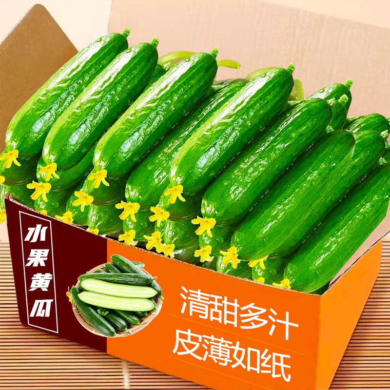 现摘水果黄瓜新鲜生吃山东小瓜荷兰青瓜时令蔬菜脆嫩清甜整箱孕妇