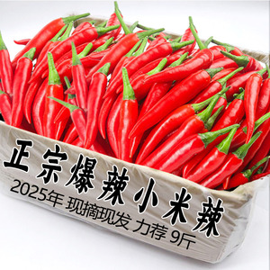 现摘小米辣新鲜当季辣椒9斤特辣小米辣椒整箱朝天椒农家自种包邮