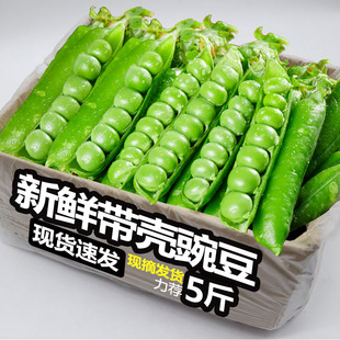 豌豆新鲜现摘云南带壳青豆角粒农家蔬菜水果甜豆荚嫩当季整箱包邮
