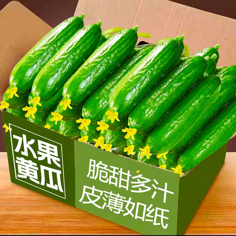 水果黄瓜新鲜包邮3斤山东小瓜荷兰青瓜时令蔬菜生吃脆嫩清甜整箱5