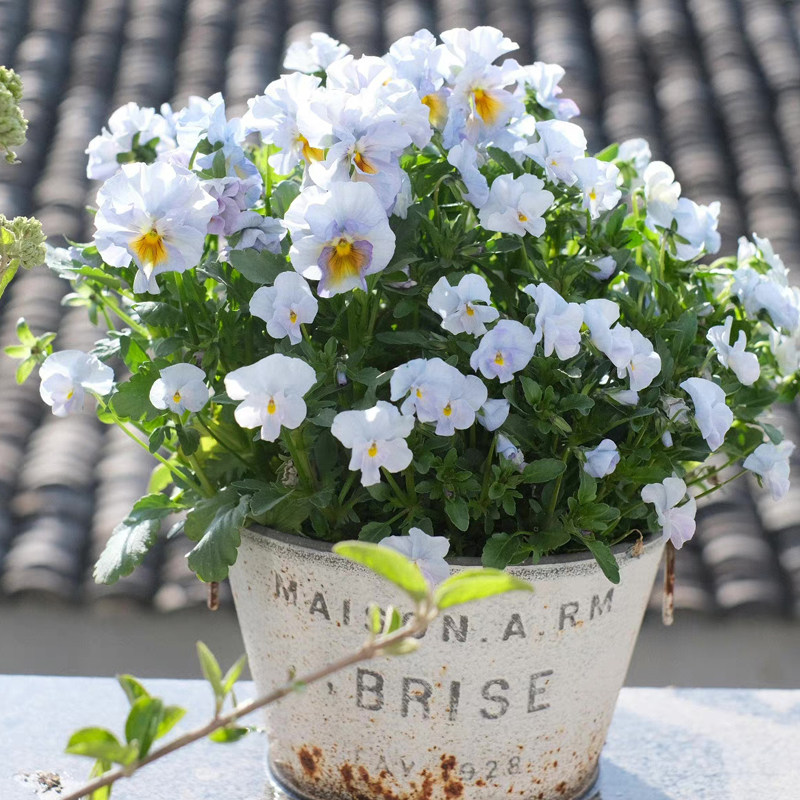 皱边角堇盆栽福袋四季好养耐寒冬天庭院阳台秋冬春花卉花期长爆花