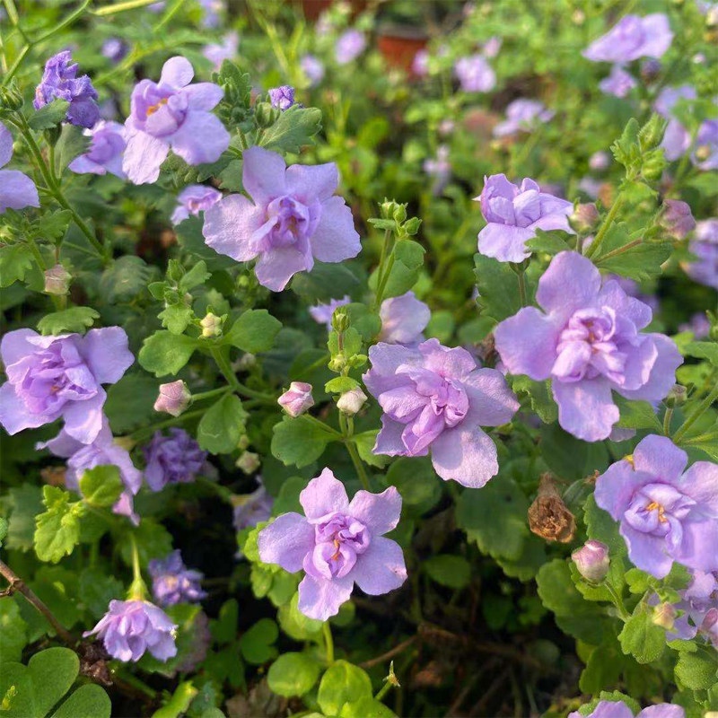 百可花假马齿苋花盆栽 重瓣淡紫色吊篮阳台庭院四季开花植物花园