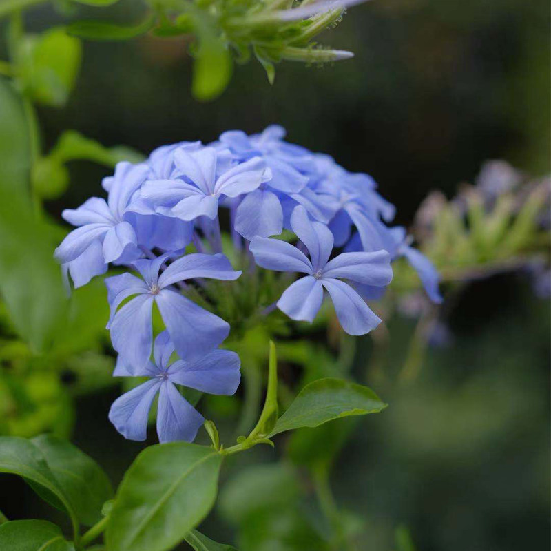 蓝雪花盆栽 阳台观花耐热好养花园庭院攀援花期长多年生植物包邮