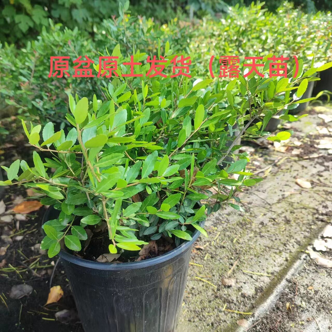 冬青先令盆栽 四季常绿耐寒耐热庭院花镜植物多年生观叶植物