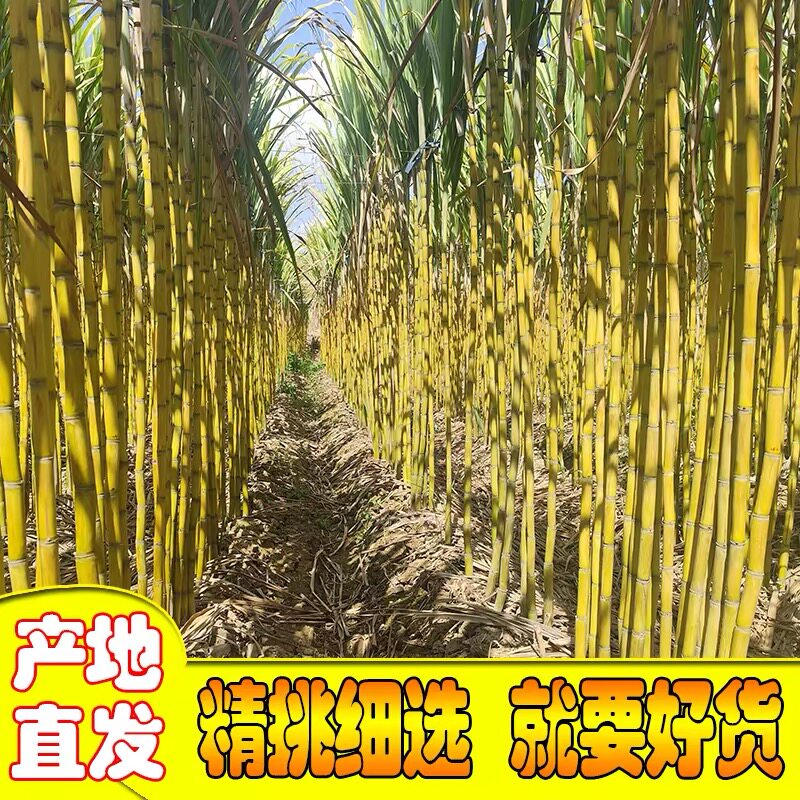 正宗农家自种【黄金甘蔗】黄皮甘蔗现砍现发产地直发新鲜水果多汁