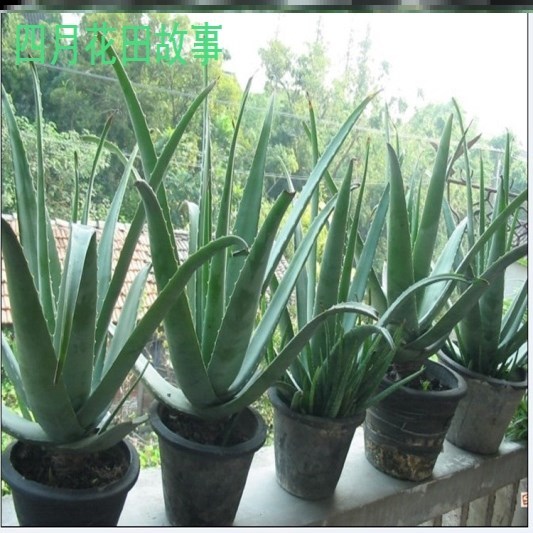 女王芦荟植物旋转芦荟苗盆栽螺旋室内多肉稀有品种肉肉花卉防辐射