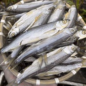 特产翘嘴鱼干淡水小鱼干去内脏小白条刁子鱼干小餐条农家咸鱼干