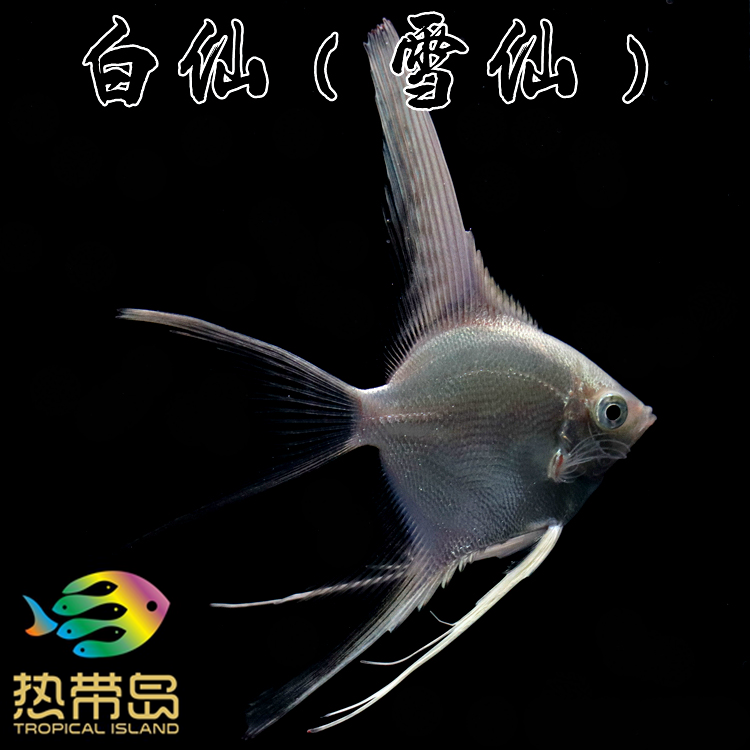 神仙鱼燕鱼白神仙雪燕热带鱼淡水鱼