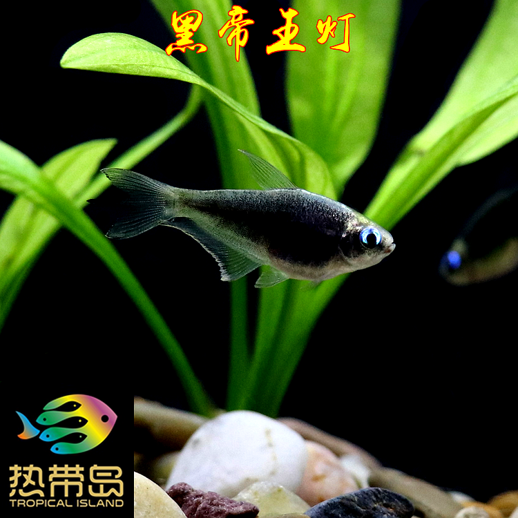 水草鱼灯鱼热带鱼淡水鱼黑帝王灯进口鱼观赏鱼容易饲养