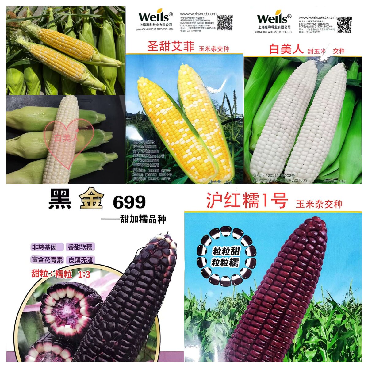高品质甜玉米种子甜糯玉米种子图片