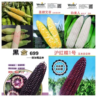 圣甜艾菲玉米种子白美人玉米种子种黑金玉米沪红糯1号玉米种子