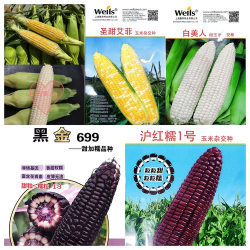 高品质甜玉米种子甜糯玉米种子