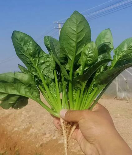 去壳莎纹菠菜种子水培小菠菜种子