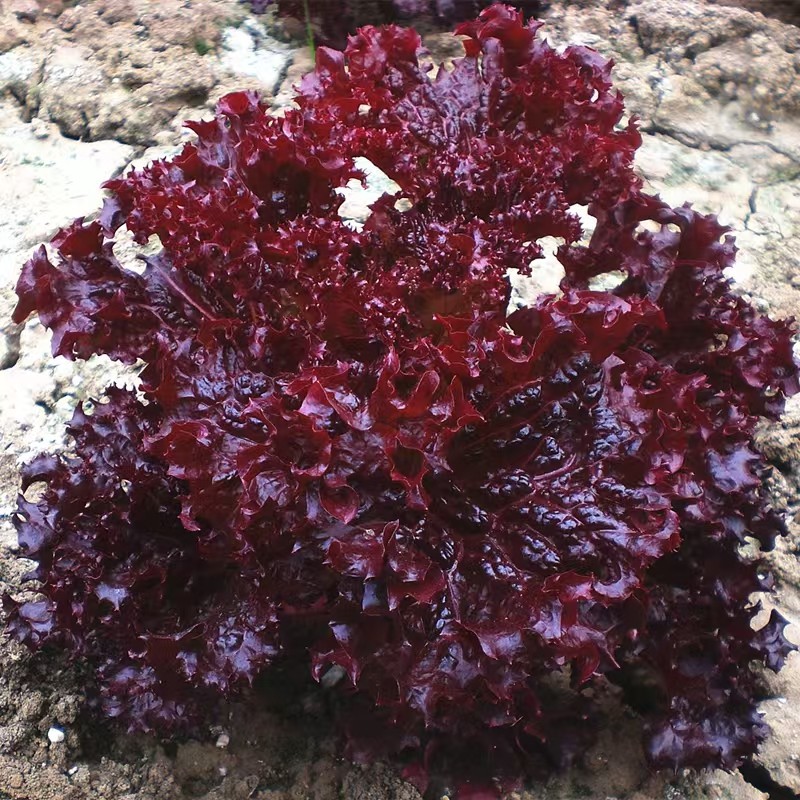 紫艳生菜种子  紫色生菜种子  耐高温，即使天热颜色也不会变浅,农用物资,蔬菜种子/种苗,淘宝优惠券,粉丝福利购,淘宝优惠卷