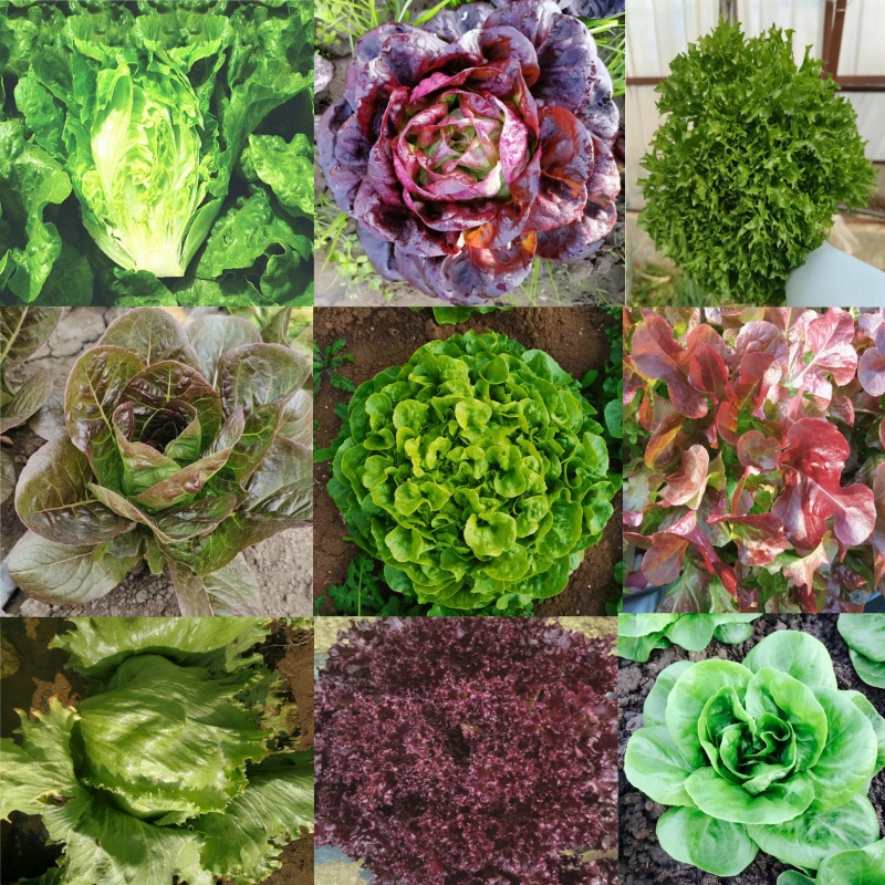甜生菜种子可生食沙拉易栽培