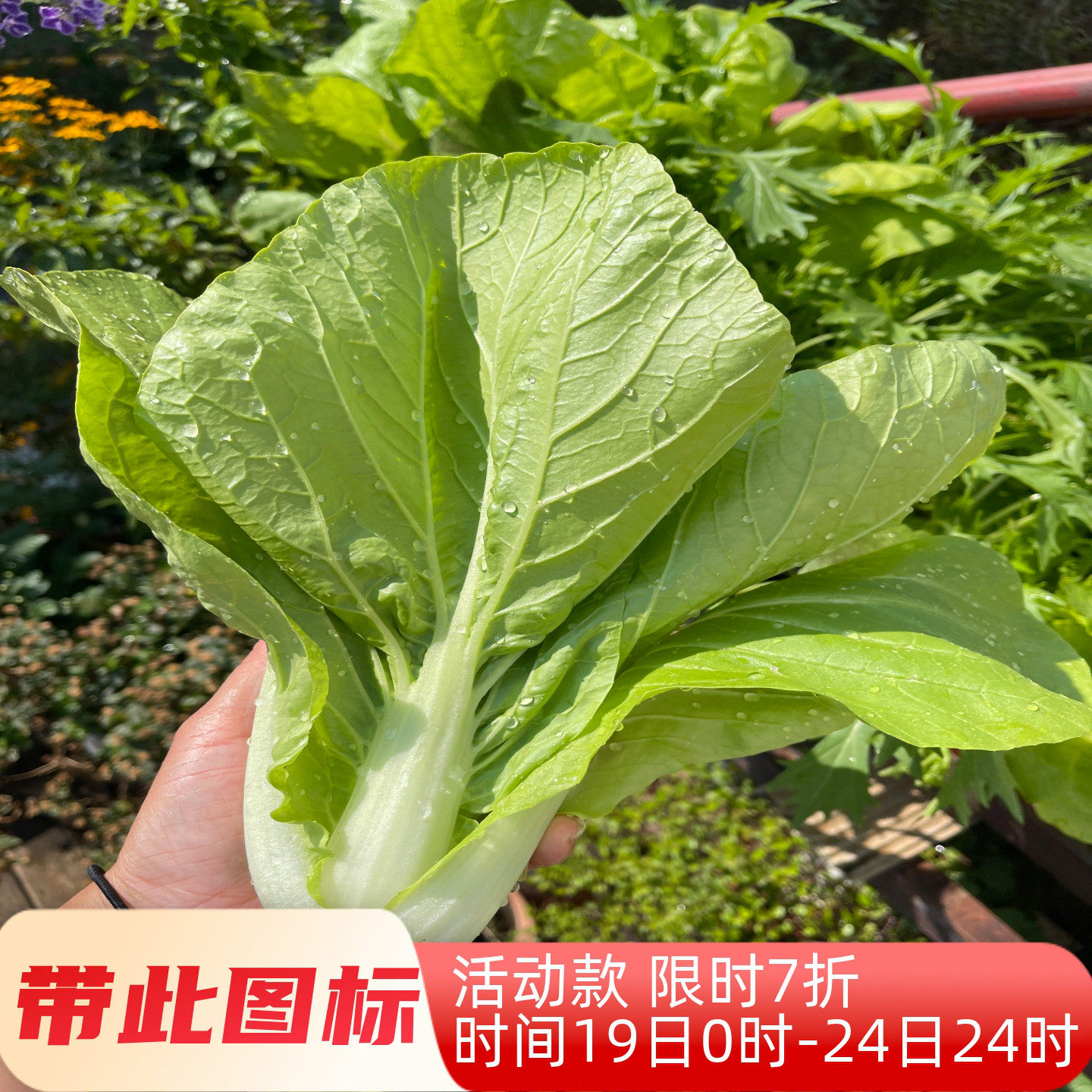 新手阳台速生叶菜种子合集盆栽蔬菜种子新手阳台易栽培可周年播种,农用物资,蔬菜种子/种苗,淘宝优惠券,粉丝福利购,淘宝优惠卷