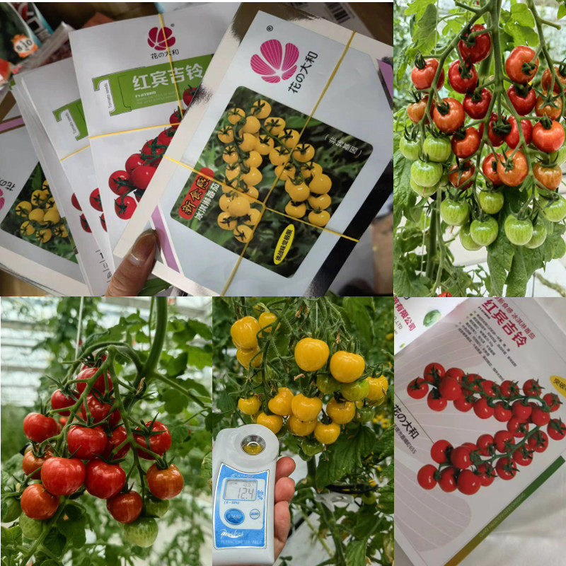 冰淇淋番茄种子红冰淇淋+黄冰淇淋 果实皮薄亮度好 花之大和包装,农用物资,蔬菜种子/种苗,淘宝优惠券,粉丝福利购,淘宝优惠卷