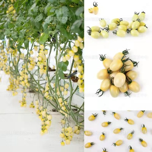 韩国授权经销正品白妃番茄种子