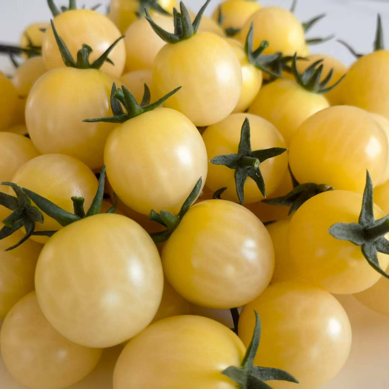 圆白番茄种子 白色小番茄种子白色樱桃番茄种子 特色小番茄种子
