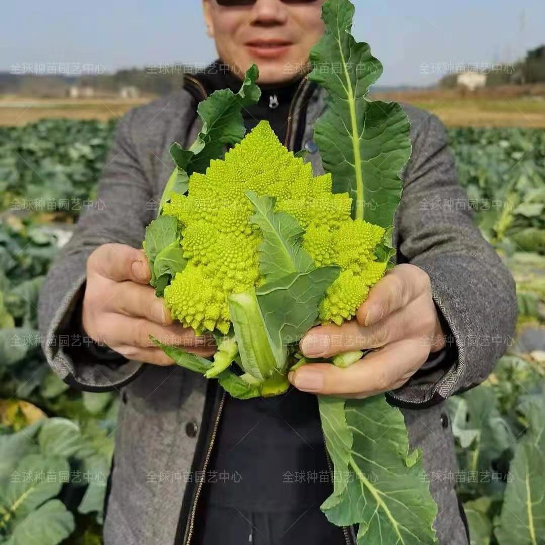 CLAUSE绿宝塔菜花种子菜花种子