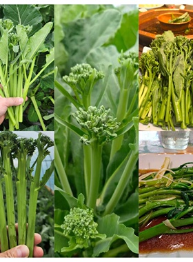 西兰苔种子 甜茎西兰花种子 青花笋种子   sweet broccoli