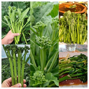 西兰苔种子 甜茎西兰花种子 青花笋种子   sweet broccoli